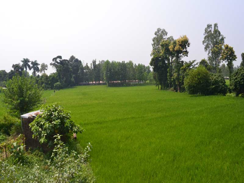 The homestay is situated in the middle of a farming land. Get the fresh & plenty of organic foods.
